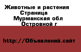  Животные и растения - Страница 10 . Мурманская обл.,Островной г.